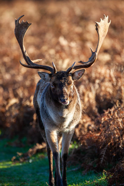 istock Fallow deer stag in an open clearing during the annual rut in London, UK 1405355859