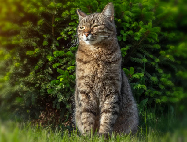 istock The cat is in the backyard 1405356041