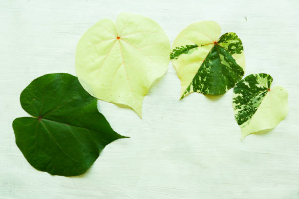 "hibiscus tiliaceus leaf o waru varigata isolata su fondo bianco" - potted plant hibiscus herb beauty in nature foto e immagini stock