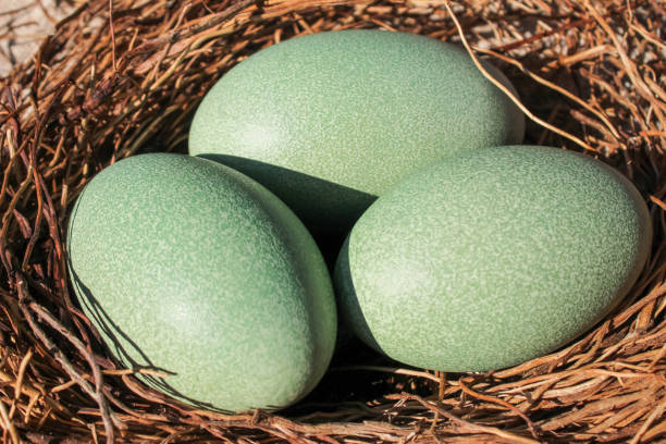 Cassowary egg in the nest