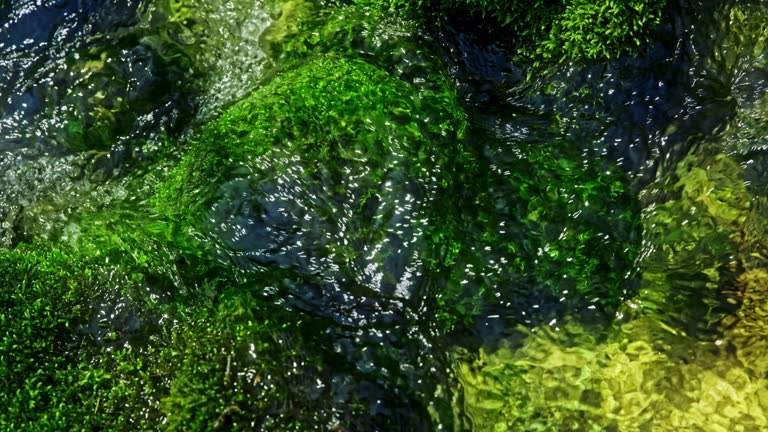 SLO MO Clean water flows over rocks covered with moss