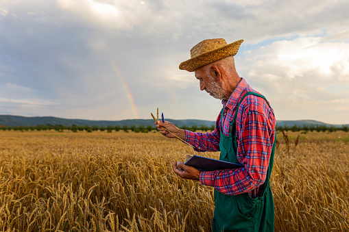 Man with hat looking at wheat in the field