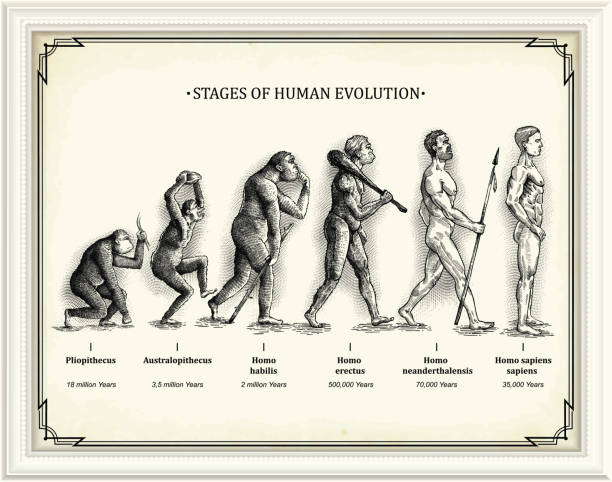 ilustraciones, imágenes clip art, dibujos animados e iconos de stock de etapas de la evoluci�ón humana - evolución