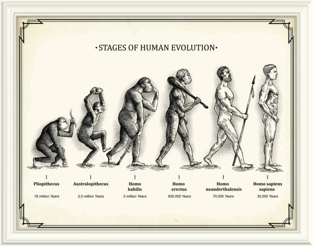 illustrations, cliparts, dessins animés et icônes de étapes de l’évolution humaine - développement