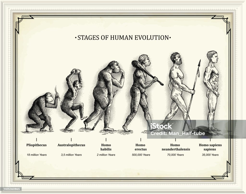 Stages of human evolution Vector picture of Human Evolution Evolution stock vector
