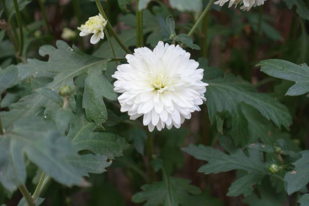 istock One white flower of Chrysanthemum in September 1405360959