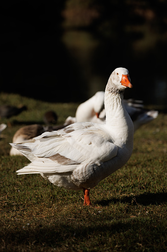 An Australian Settler Goose in the morning sun. Known as Pilgrim geese in the US.