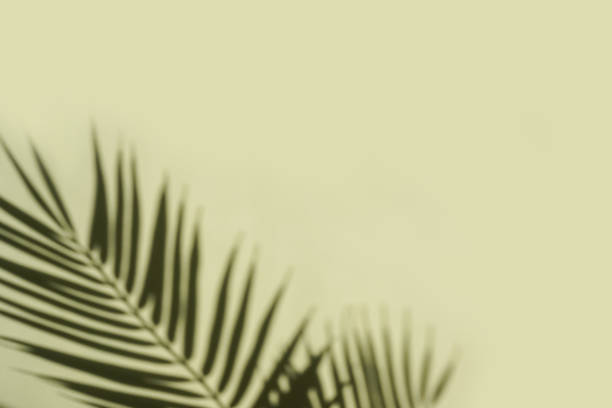 istock Palm leaves shadows on yellow background. Minimalism. 1405362130