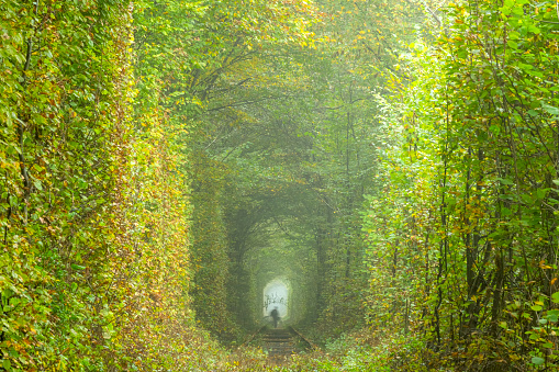 Summer pre-war Ukraine. Green tunnel of love in Klevan (Rivne region). The shadow of a man in the distance