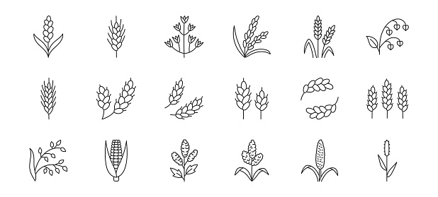 Cereals doodle illustration including icons - pearl millet, agriculture, wheat, barley, rice, maize, timothy grass, buckwheat, proso, sorghum. Thin line art about grain plants. Editable Stroke.