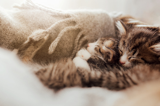 Little cute kittens sleep in an embrace covered with a blanket. Light effect. Sweet cats hug each other. I love and protect pets. Animal protection and care. High quality photo