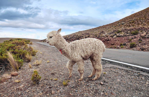 istock Llama on a mountain road in the Peruvian Andes. 1405365273