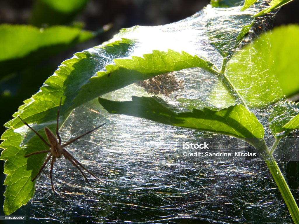 Beauté de la nature A spider has woven a beautiful web, reminiscent of an ultrasound. Babies are safe. Arachnid Stock Photo
