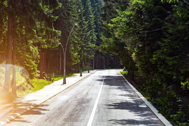 istock Asphalt road in the forest 1405365443