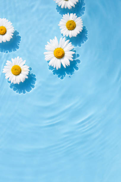 istock Chamomile flowers are floating, stains from a drop on the water. Top view, flat lay 1405366499