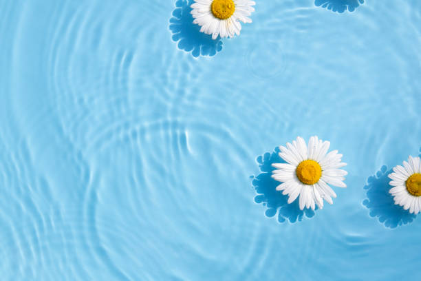 istock Chamomile flowers are floating, stains from a drop on the water. Top view, flat lay 1405366525