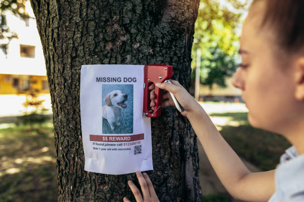chica pegando carteles del perro desaparecido - lost pet fotografías e imágenes de stock