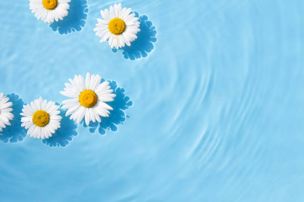istock Chamomile flowers are floating, stains from a drop on the water. Top view, flat lay 1405366762