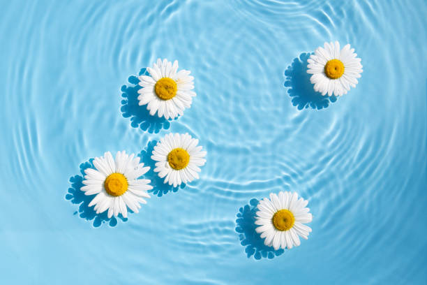 istock Chamomile flowers are floating, stains from a drop on the water. Top view, flat lay 1405366962
