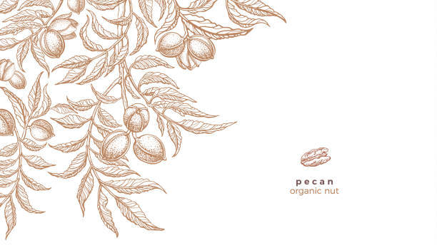 Pecan tree, texture nuts. Vector graphic template Pecan tree, nuts. Vector graphic template. Hand drawn branch, texture leaves. Nature garden, organic food vector food branch twig stock illustrations