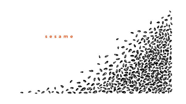 illustrations, cliparts, dessins animés et icônes de pile de sésame noir, graine de cumin. bordure vectorielle - white sesame seed