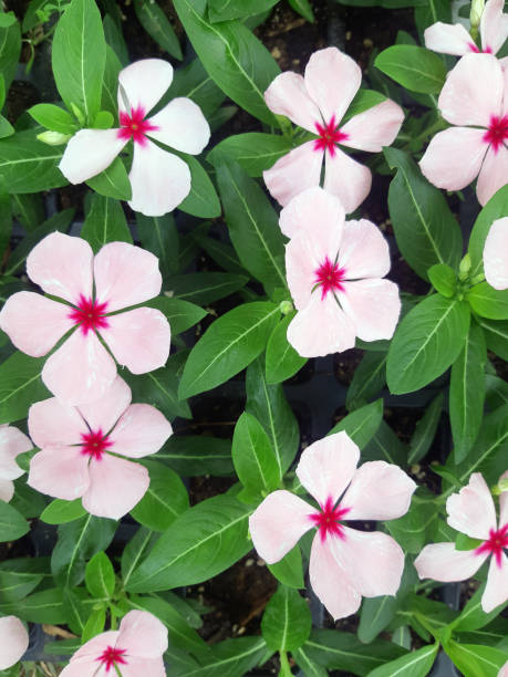 Pink vinca flowers close-up catharanthus roseus stock pictures, royalty-free photos & images