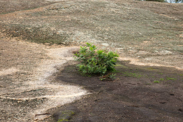 istock young wattle tree growing on granite rock formations 1405370394
