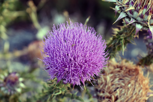 Beautiful pink artichoke flower