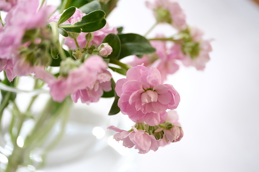 Close-up of stock flowers in a vase