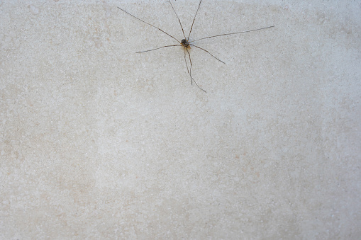 Common house spider shot on white.