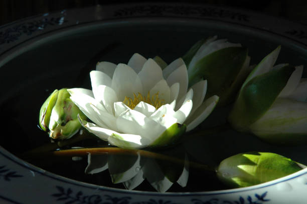Celadon porcelain and lotus