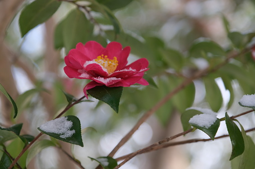 Camellia flowers covered with snow