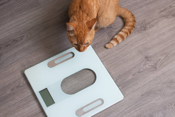 istock Red kitten and floor scales close up 1405373508