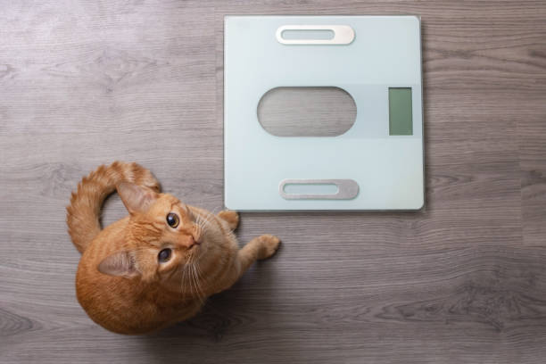 istock Red kitten sits on floor scales close up 1405373510