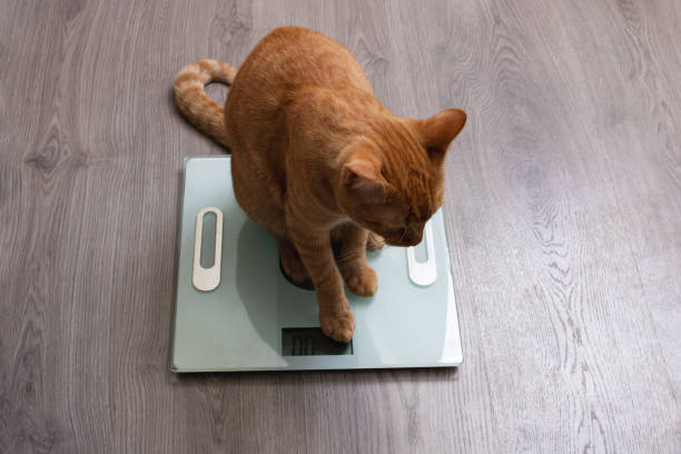 istock Red kitten sits on floor scales close up 1405373515