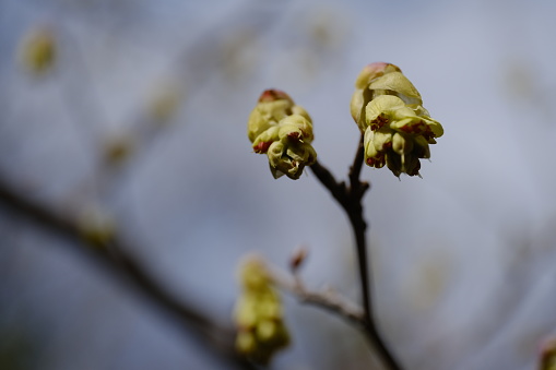 Japanese witch hazel ( Hamamelis japonica ) flowers. Hamamelidaceae deciduous tree. In spring, many clusters of yellow flowers bloom before the leaves.