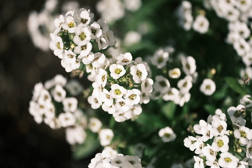 Sweet Alyssum pretty flowers