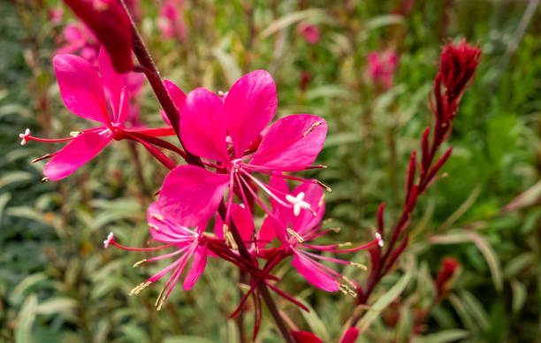 istock Pink gaura closeup 1405373644