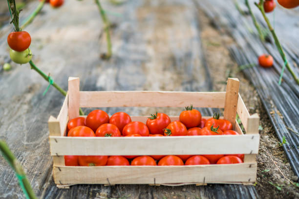 istock Cultivating plants in greenhouse 1405374342
