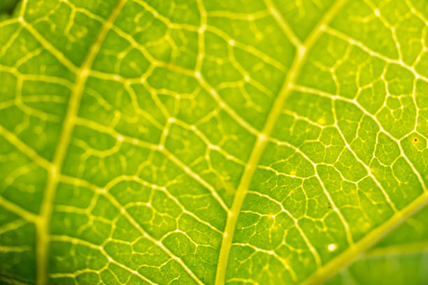 Macro vein details on green leaf back lit by sunlight.