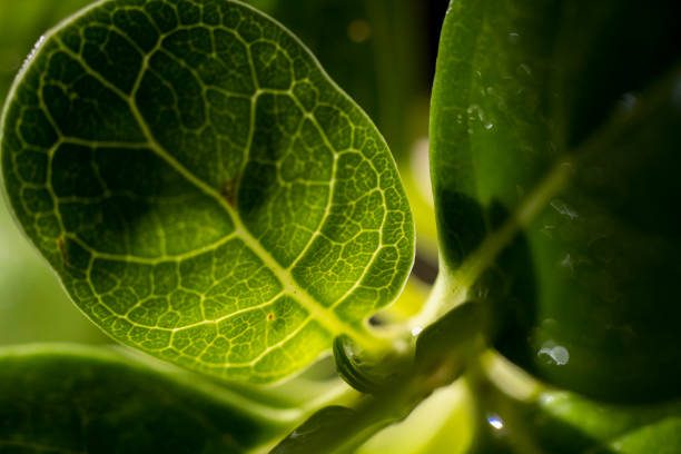 Macro vein details on green leaf back lit by sunlight.