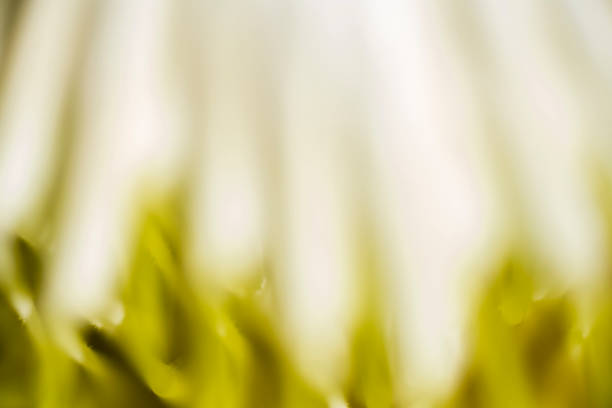 Macro detail yellow and white king protea