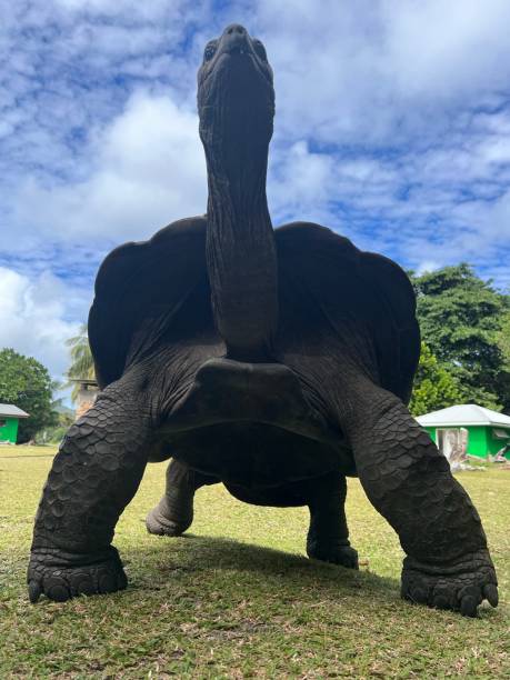 istock Giant tortoises 1405374635