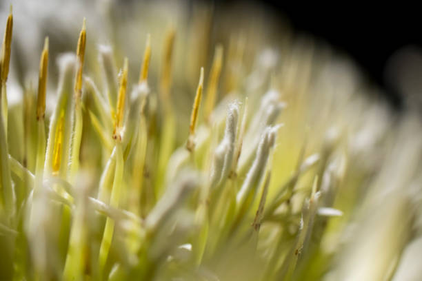 Macro detail yellow and white king protea