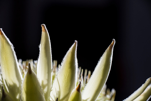 Macro detail yellow and white king protea
