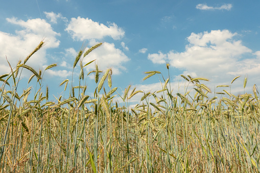 Wheat field; food; harvest; plant; grain; products; soil; nutrition; vegetation; Agriculture; agriculture; sowing; plowing; agricultural; crops; not ripe; green; greenery; growth; panorama; nature; locality; field; meadow; background; organic; healthy; naturally; vegan; bread;