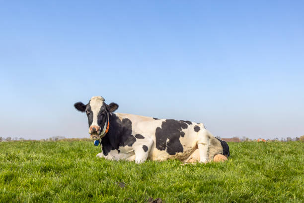 Cow lying happy in green grass, relaxing in the meadow, seen from the front under a blue sky  and with copy space Lying cow relaxing in the meadow, happy in green grass, seen from the front under a blue sky  and with copy space sleeping cow stock pictures, royalty-free photos & images