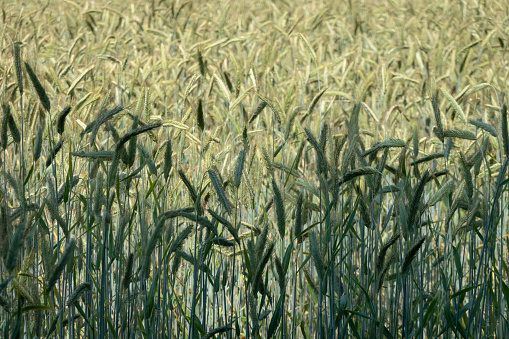 A closeup of barley crop seeds