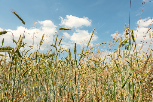 Atmospheric summer grain background