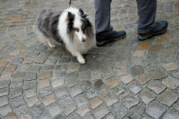 Shetland Sheepdog being walked on cobbles in Stavanger, Norway